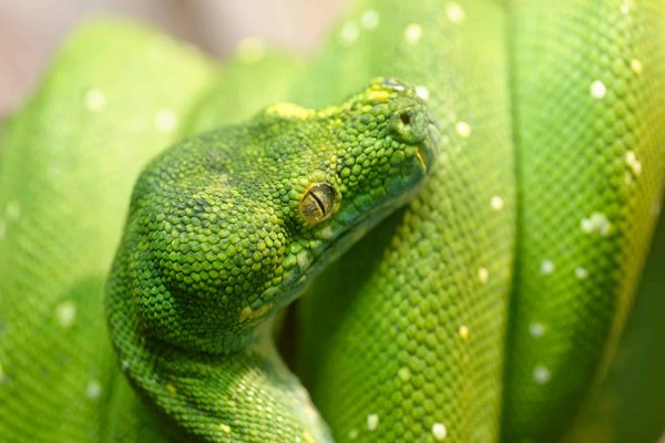 Comment aménager un vivarium pour imiter l'environnement naturel d'un gecko à crête?