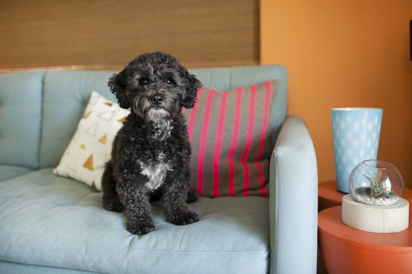 La protection canapé chien anti-poils pour limiter les dégâts sur votre canapé